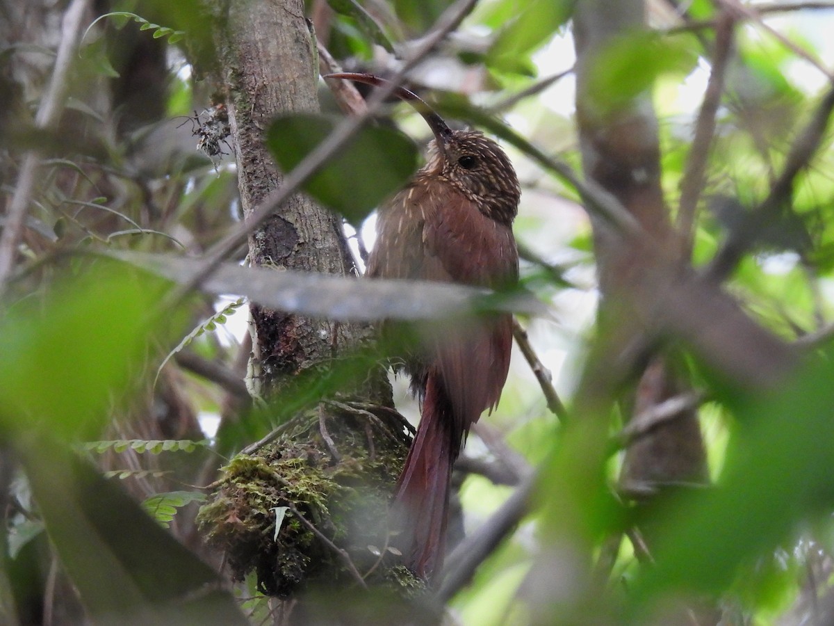 Brown-billed Scythebill - ML460348651