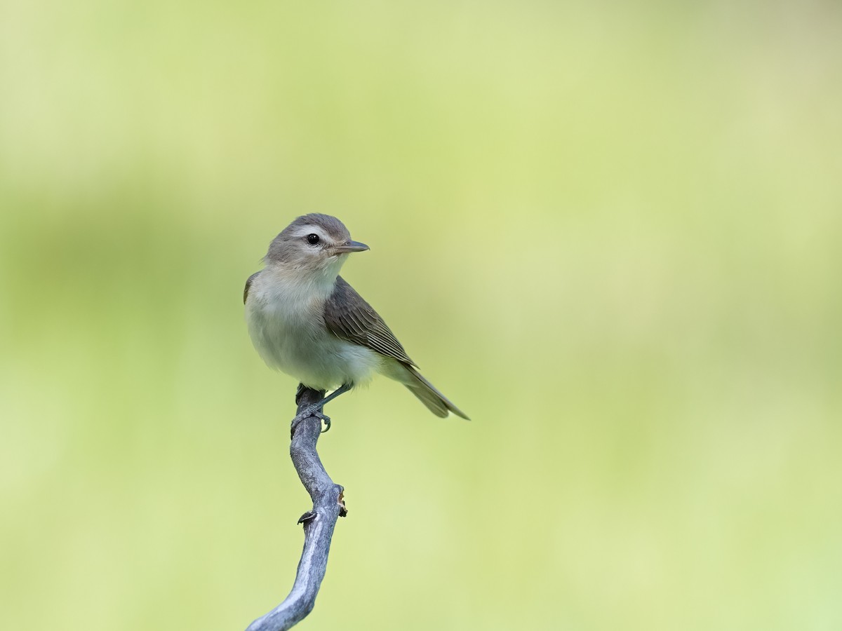 Warbling Vireo - ML460348831