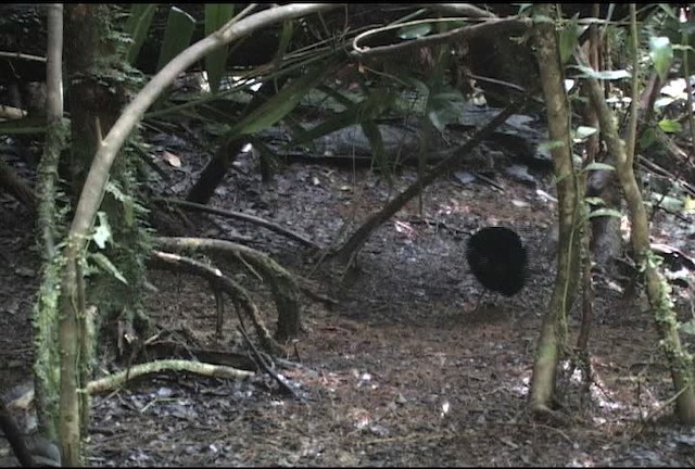 Eastern Parotia - ML460350