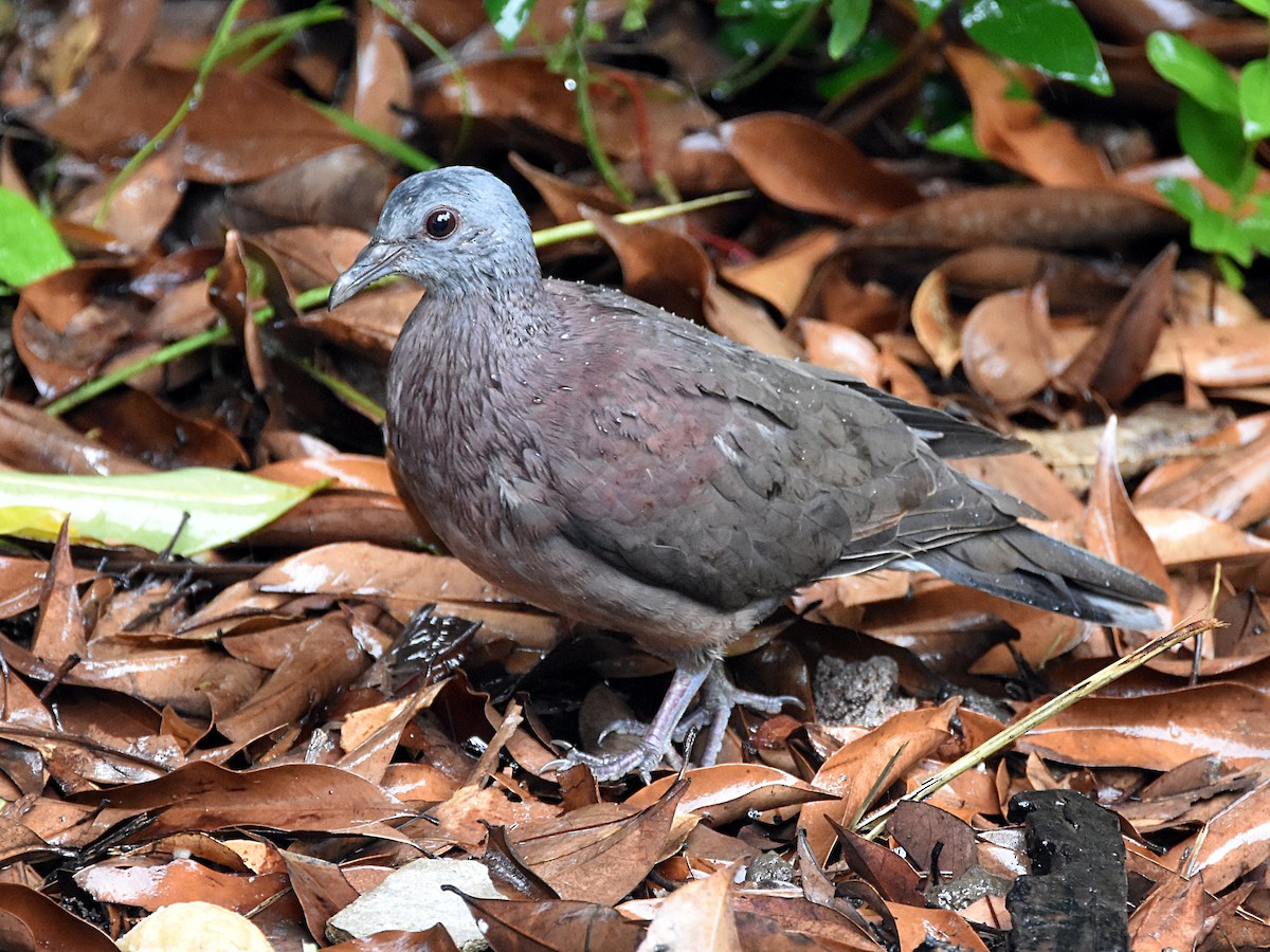Pigeon de Madagascar - ML460350011