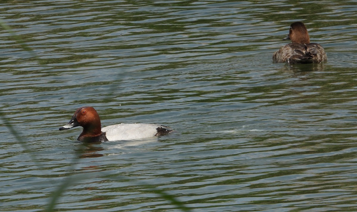 Common Pochard - Kisa Weeman