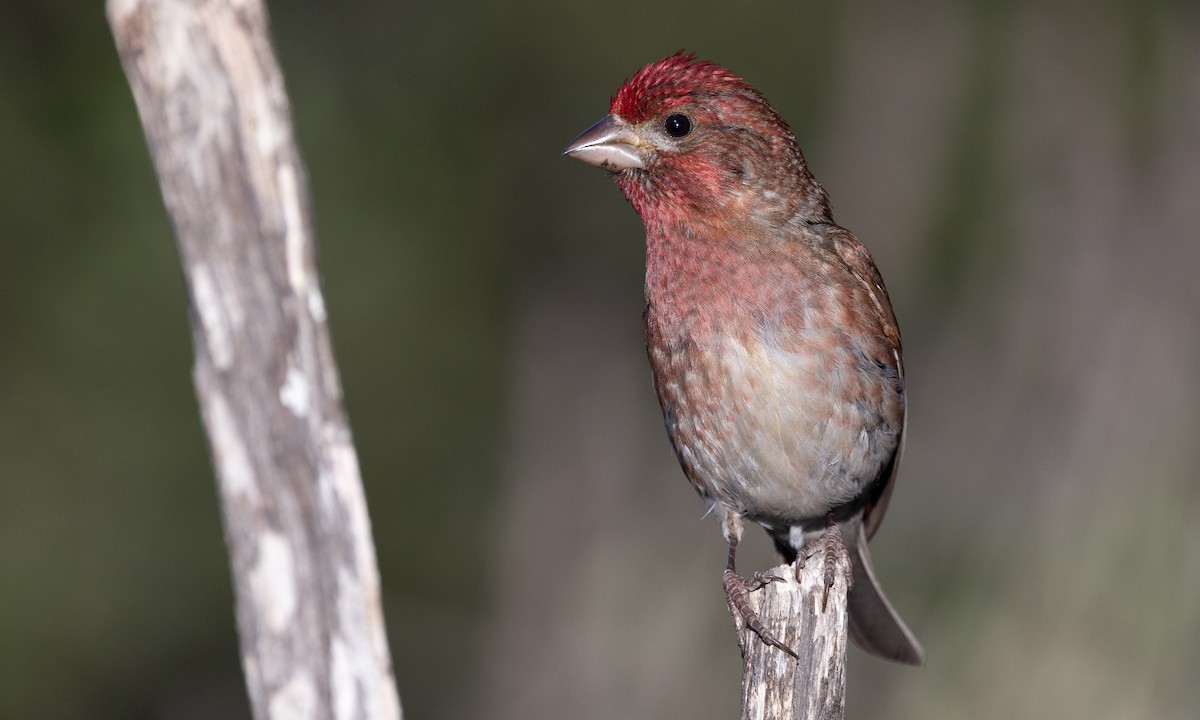 Purple Finch (Western) - Paul Fenwick