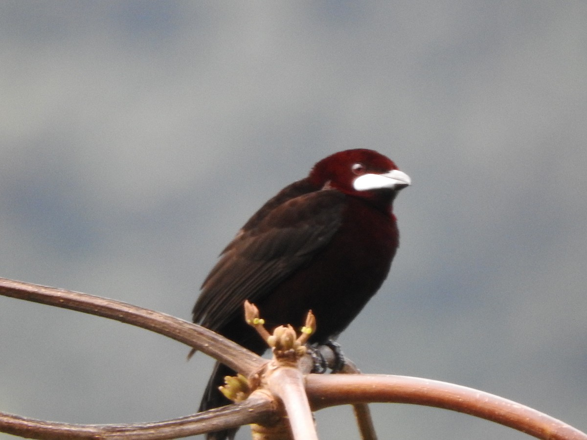 Silver-beaked Tanager - ML460350121