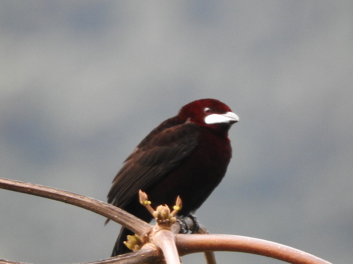 Silver-beaked Tanager - ML460350141