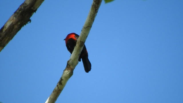 Masked Crimson Tanager - ML460350961