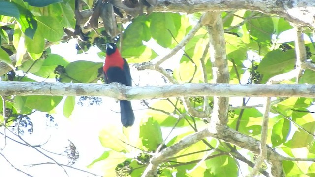 Masked Crimson Tanager - ML460350991