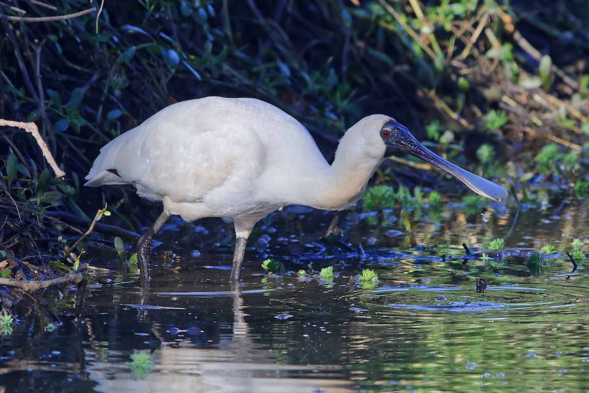 kongeskjestork - ML460351241