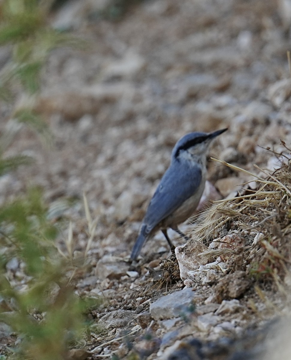 Western Rock Nuthatch - Phyllis Weintraub