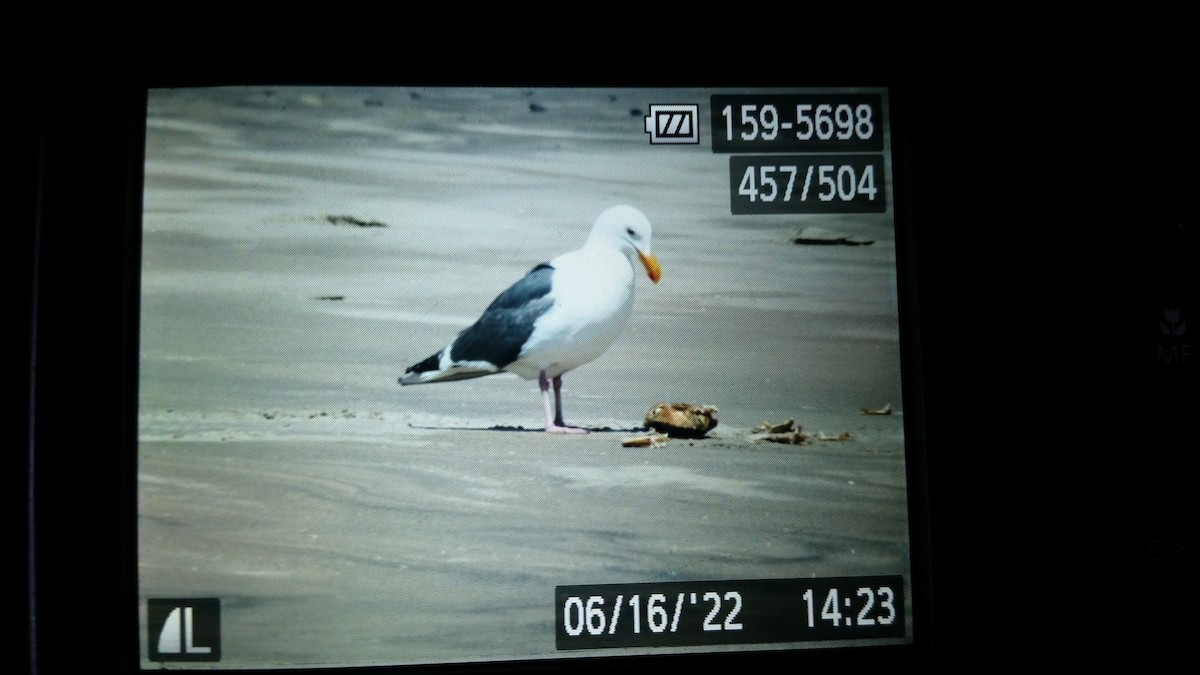 Western Gull - ML460351961