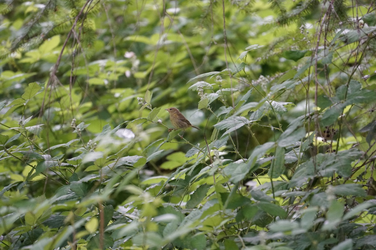 Orange-crowned Warbler - ML460352001