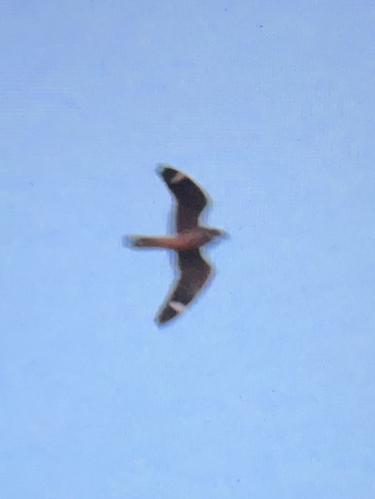 Lesser Nighthawk - Wren Willet