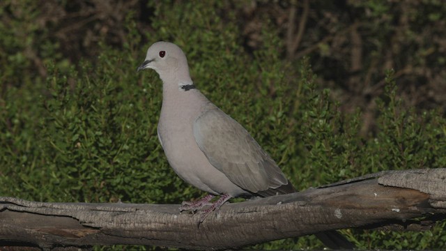 Eurasian Collared-Dove - ML460352971
