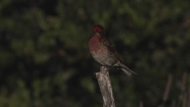 Camachuelo Purpúreo (californicus) - ML460353541