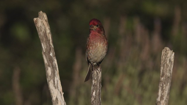 Roselin pourpré (californicus) - ML460353881