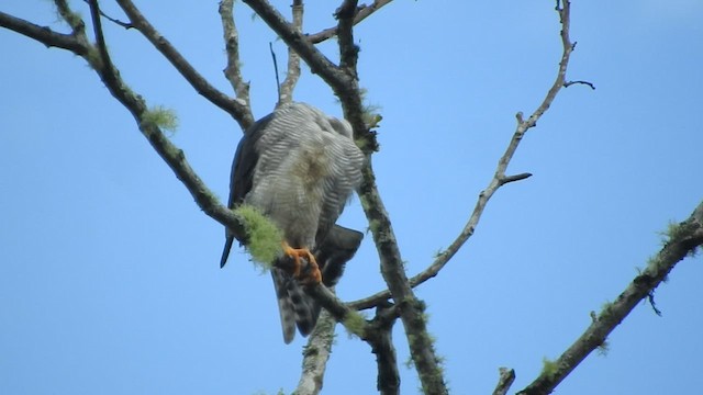 Barred Forest-Falcon - ML460353931