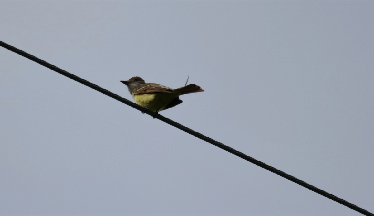 Great Crested Flycatcher - ML460355031