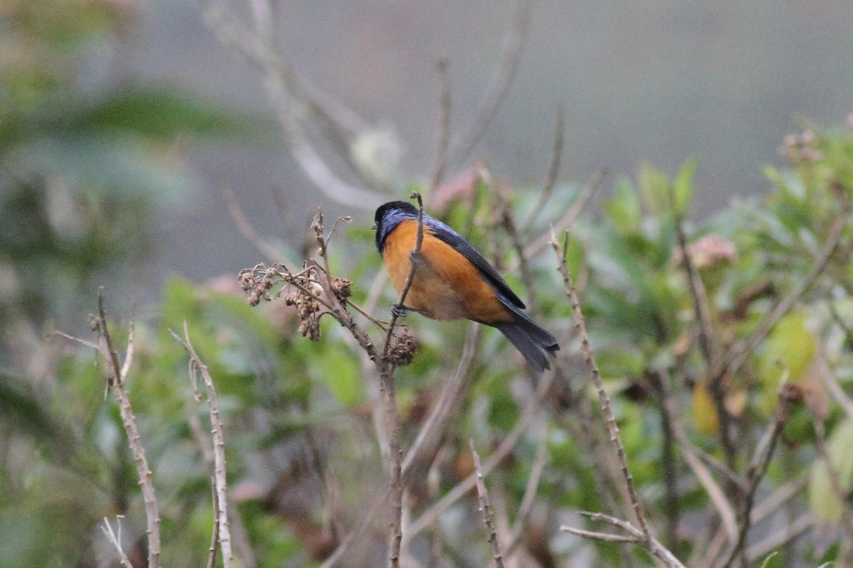 Blue-backed Conebill - Michael McCloy