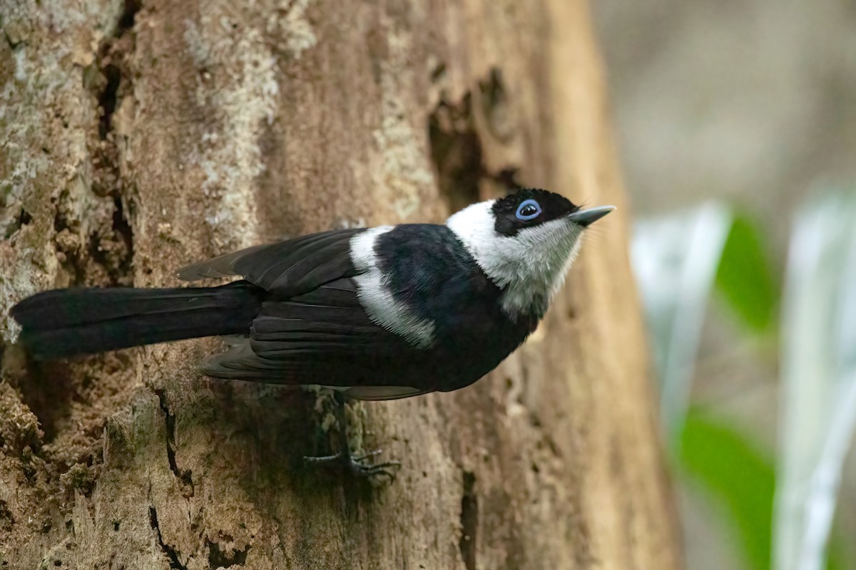 Pied Monarch - ML460359981