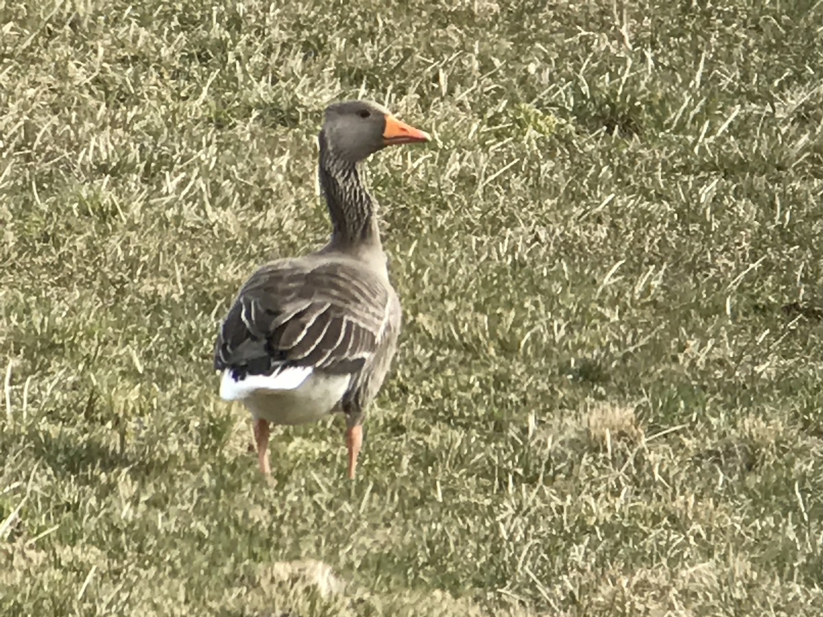 Graylag Goose - ML460360051