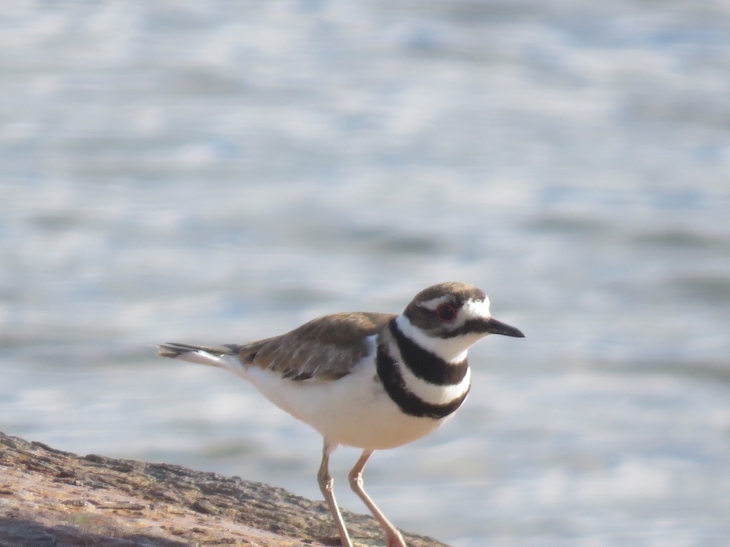 Killdeer - ML460360281