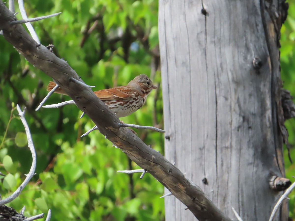 Fox Sparrow (Red) - ML460360341