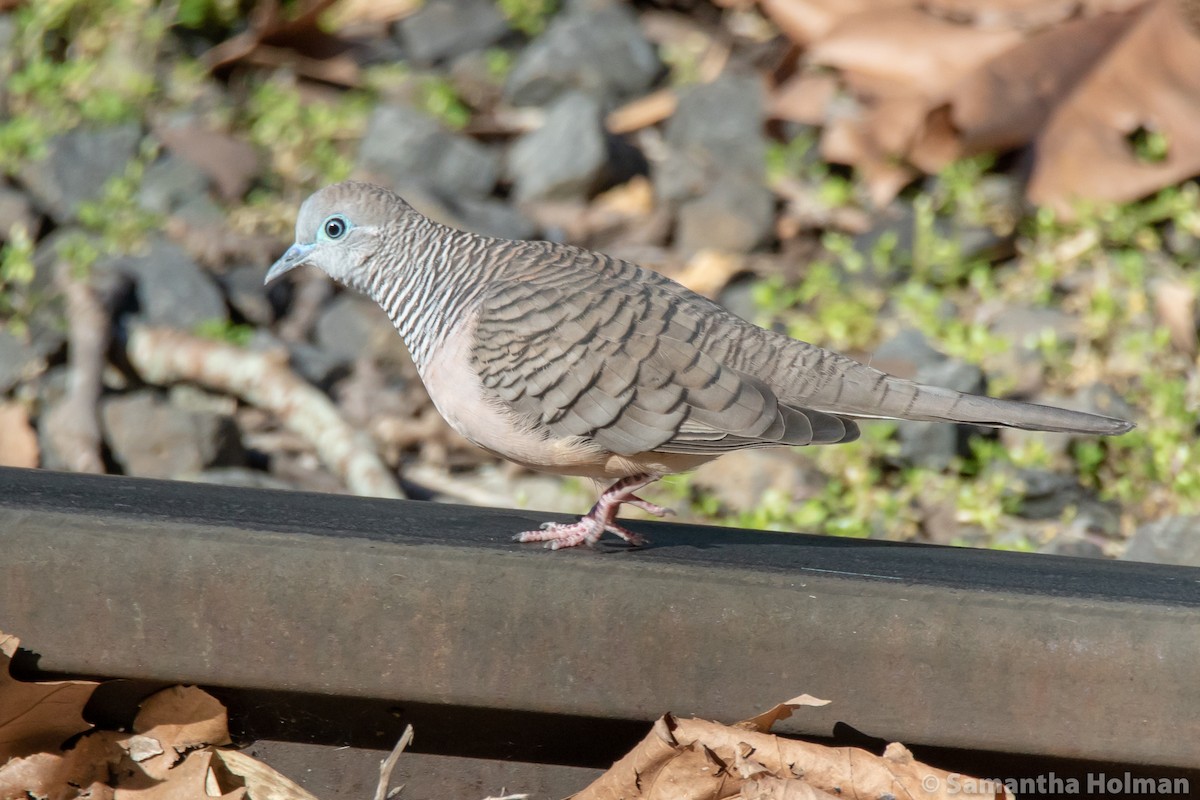 Peaceful Dove - ML460360401