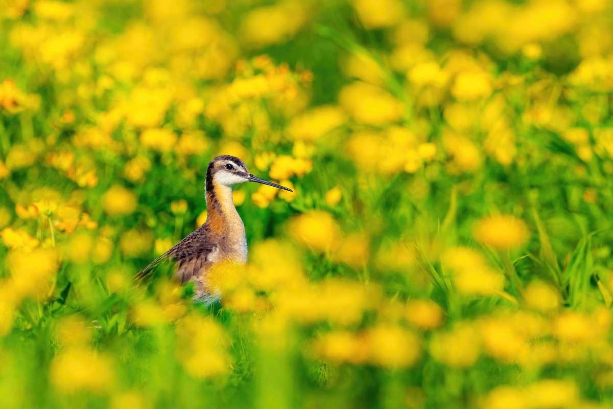 Wilson's Phalarope - Matt Zuro