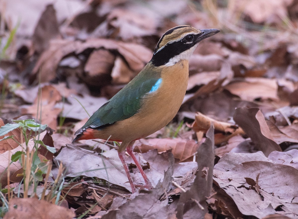 インドヤイロチョウ - ML460363241