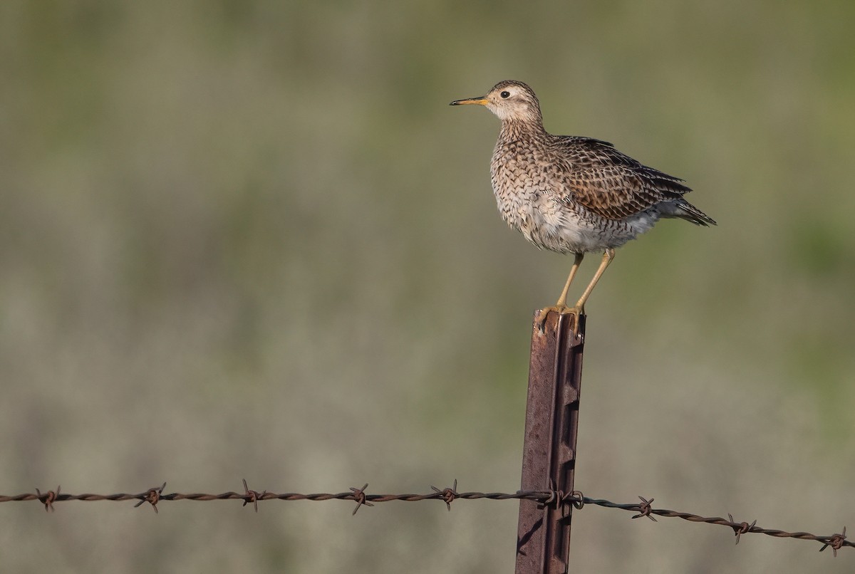 Upland Sandpiper - ML460363291