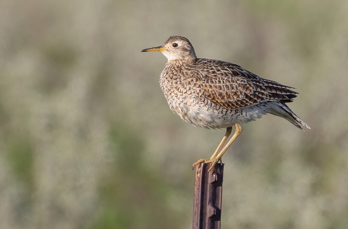 Upland Sandpiper - ML460363301