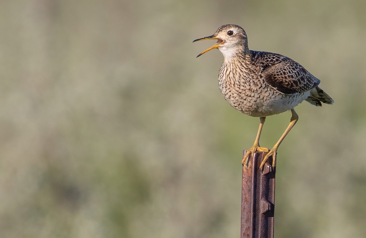 Upland Sandpiper - George Armistead | Hillstar Nature