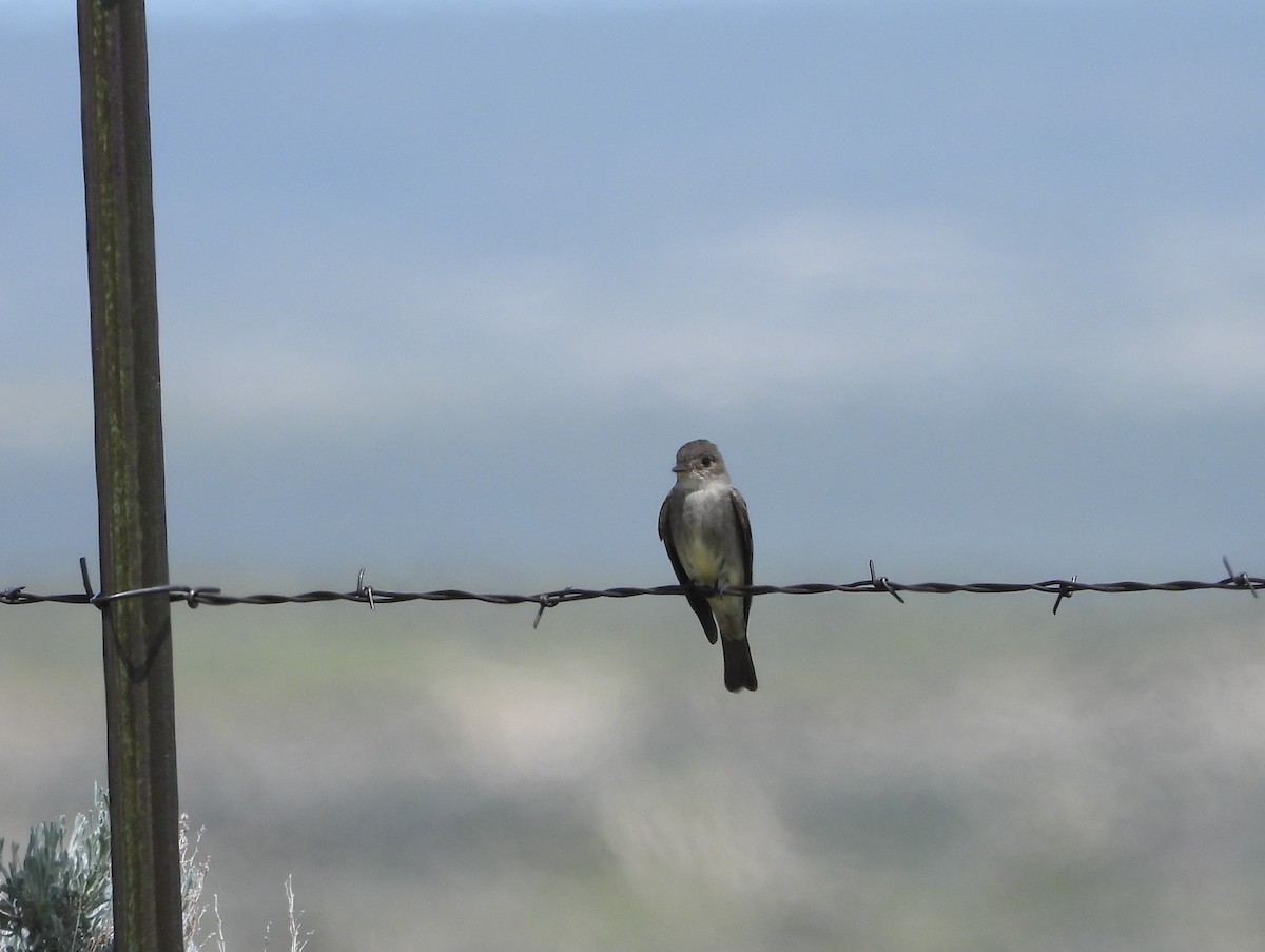 Gray Flycatcher - Chris Davis