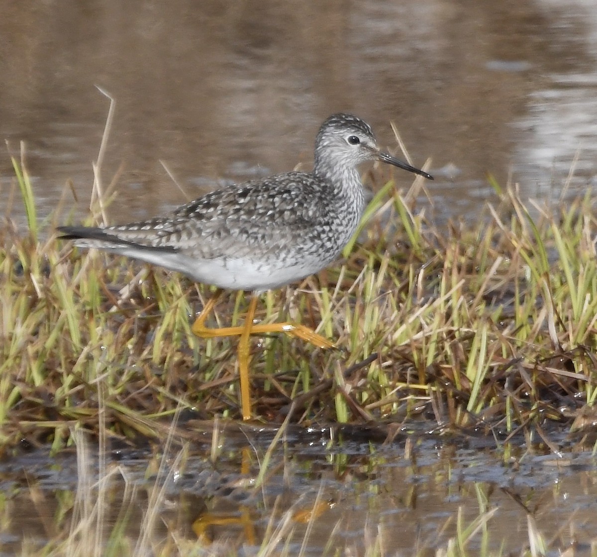 小黃腳鷸 - ML460364321