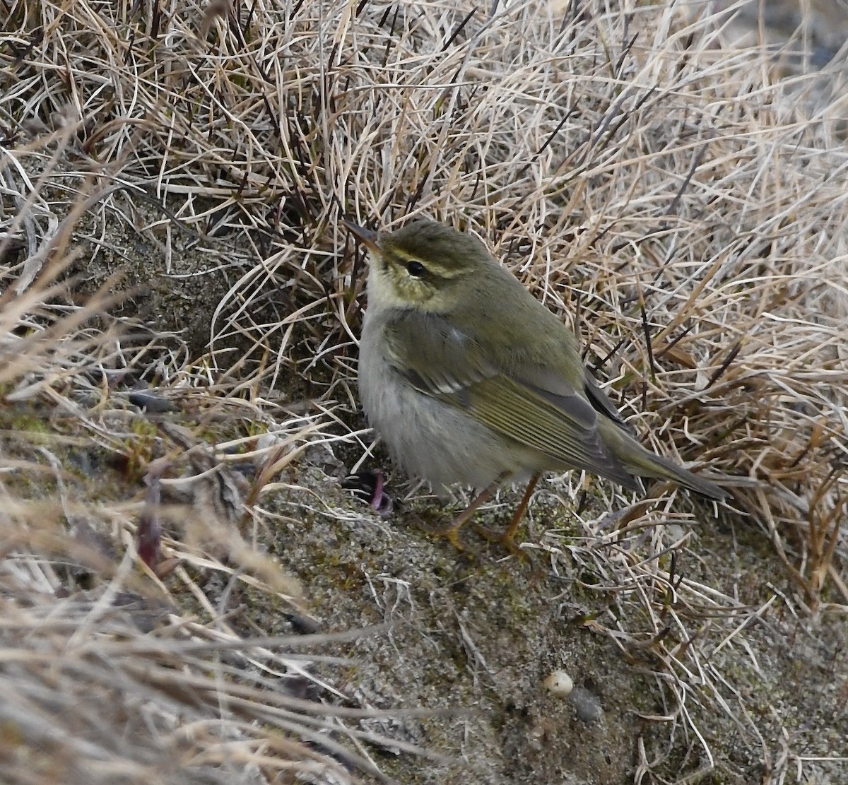 極北柳鶯 - ML460364531