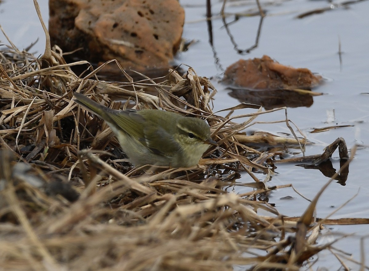 極北柳鶯 - ML460364561