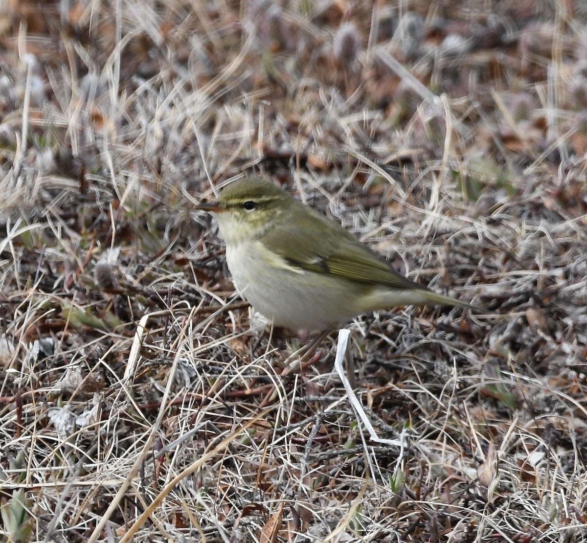 極北柳鶯 - ML460364701