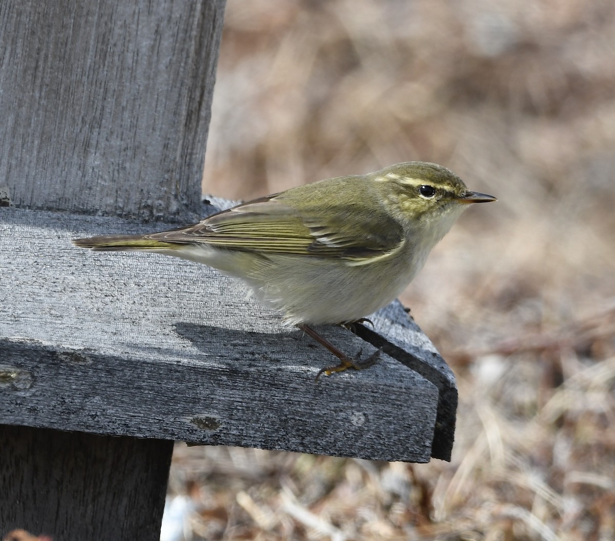 極北柳鶯 - ML460364811