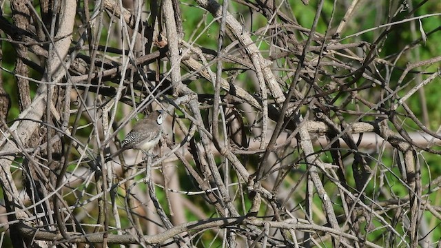 Double-barred Finch - ML460365221