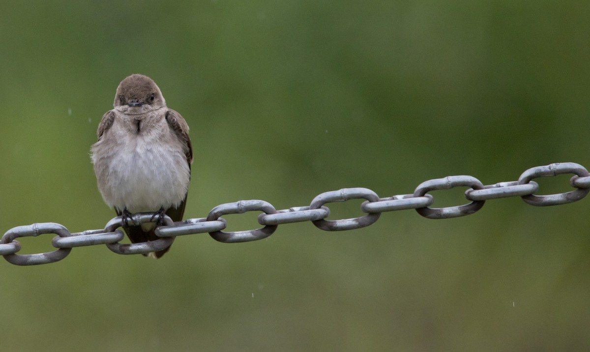 Hirondelle à ailes hérissées - ML460365661