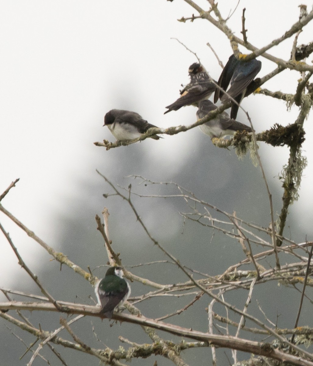 Violet-green Swallow - ML460365931