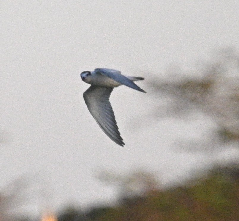 White-winged Tern - Snotty Foster
