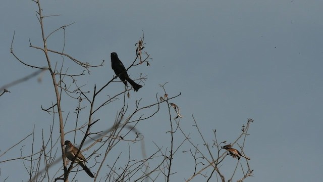 Spangled Drongo - ML460366071