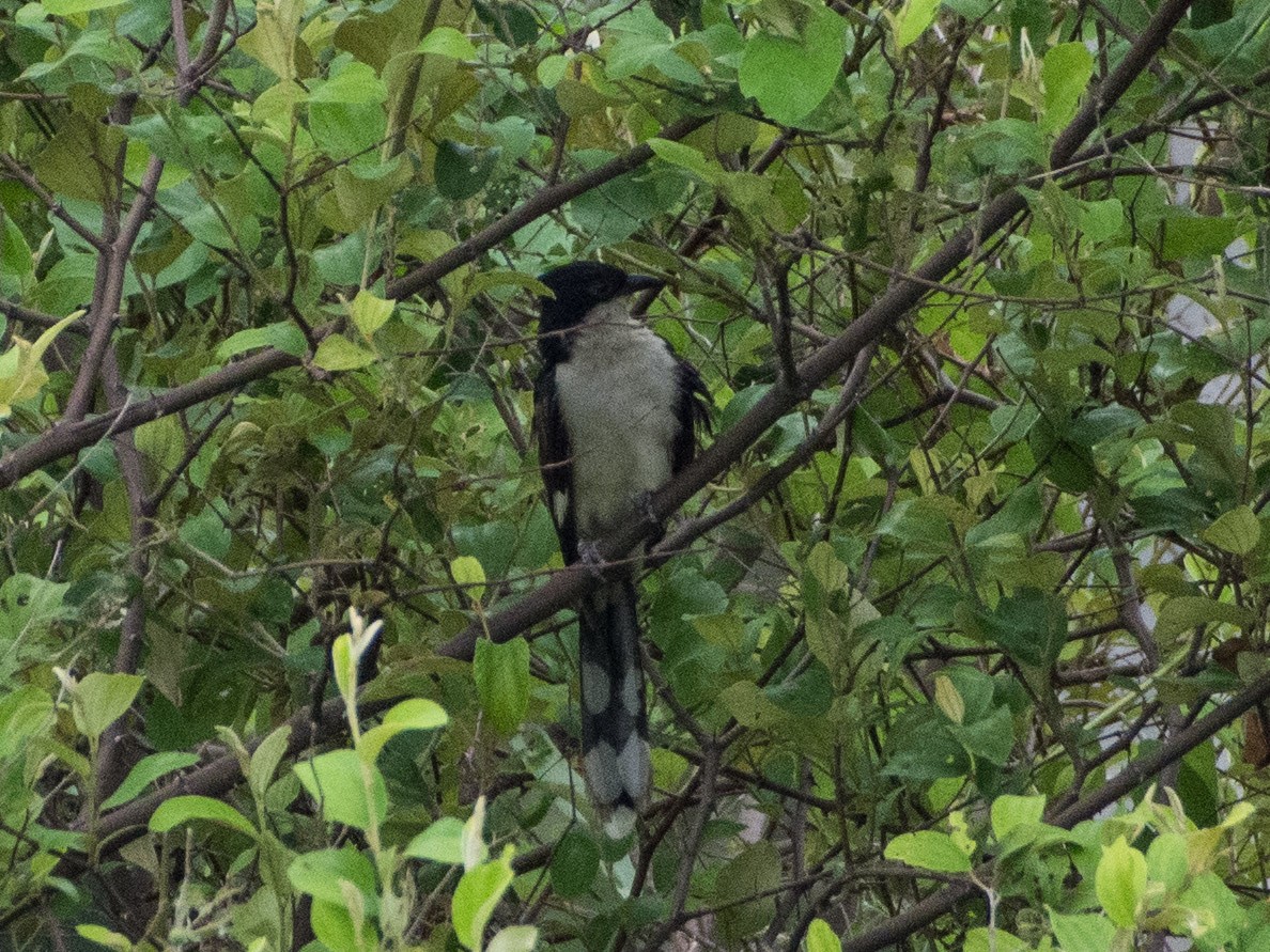 Pied Cuckoo - SWARUP SAHA