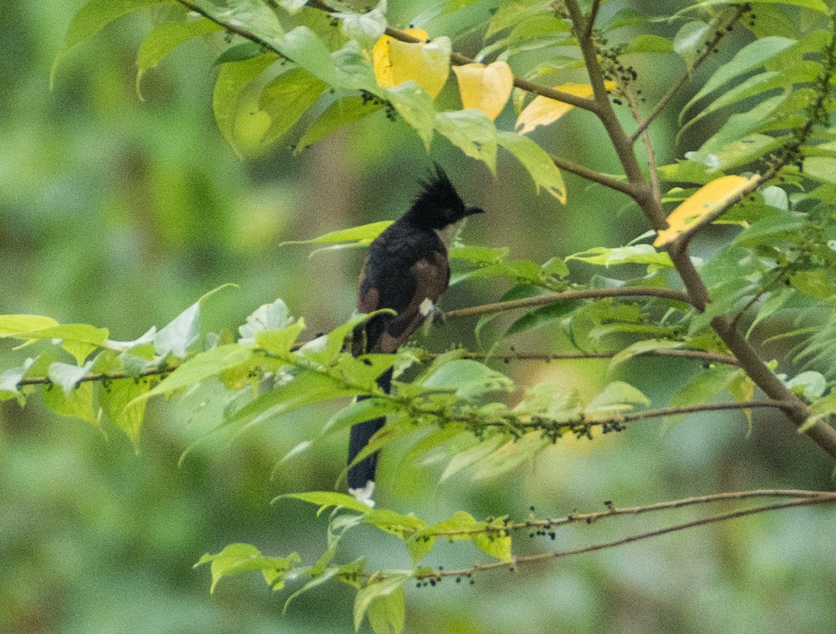 Pied Cuckoo - ML460366281