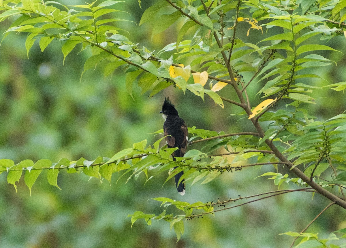 Pied Cuckoo - SWARUP SAHA