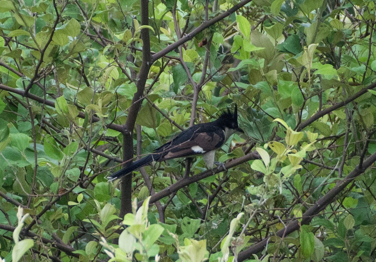 Pied Cuckoo - SWARUP SAHA