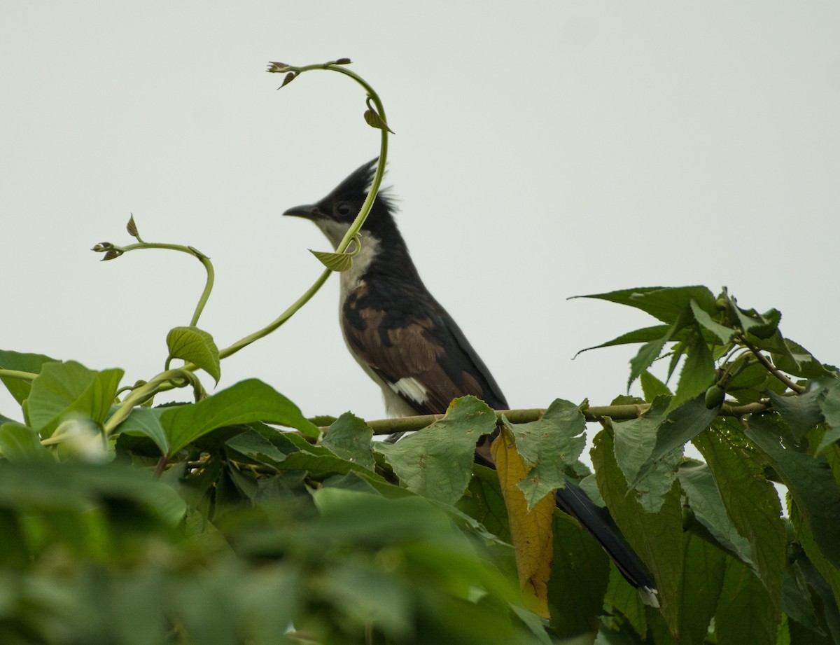 Pied Cuckoo - ML460366311