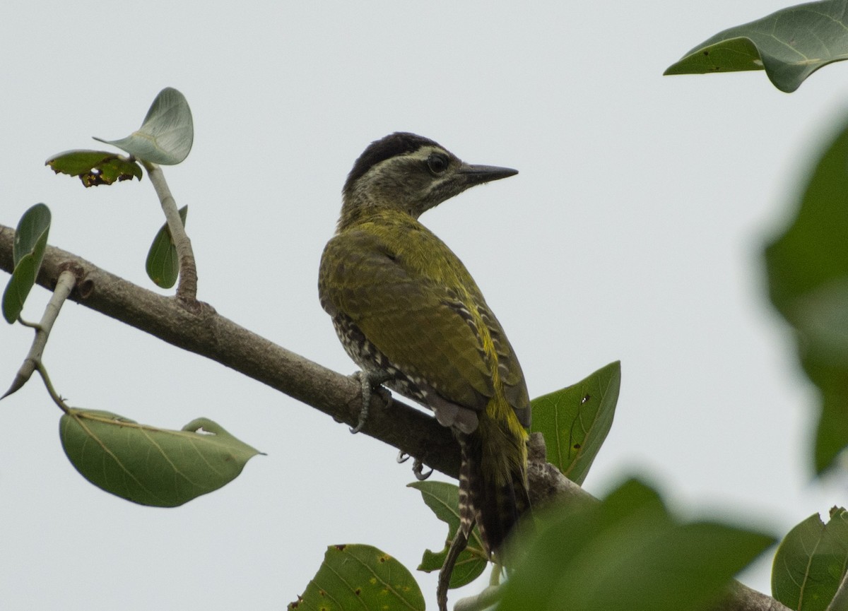 Streak-throated Woodpecker - SWARUP SAHA