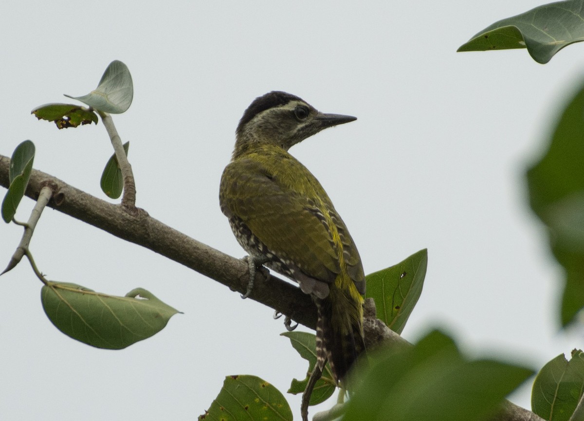 Streak-throated Woodpecker - ML460366371