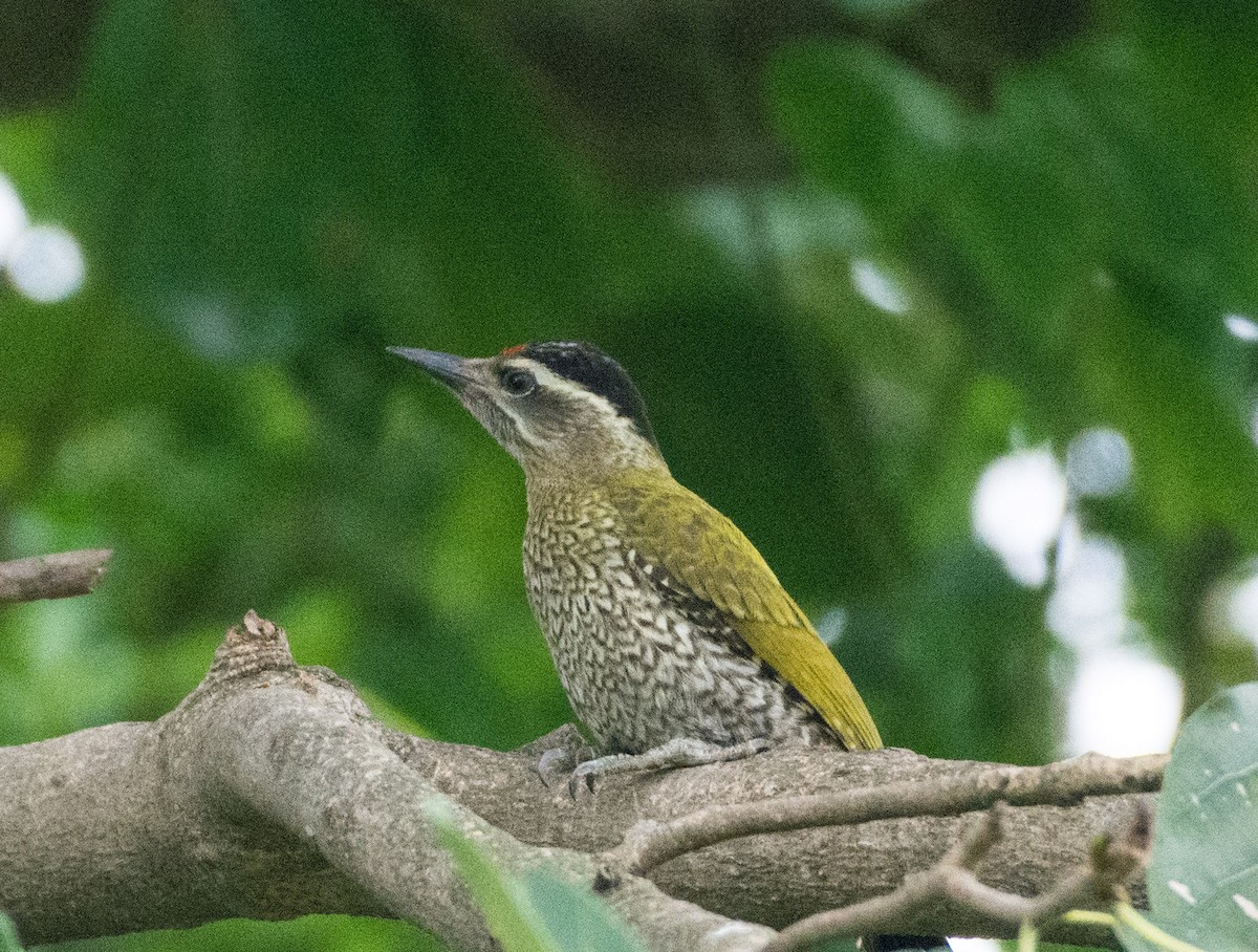 Streak-throated Woodpecker - ML460366411